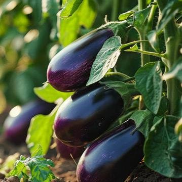 brinjal egg plant seeds 96b380cb aa2f 4cc3 90d0 7bc697329c17
