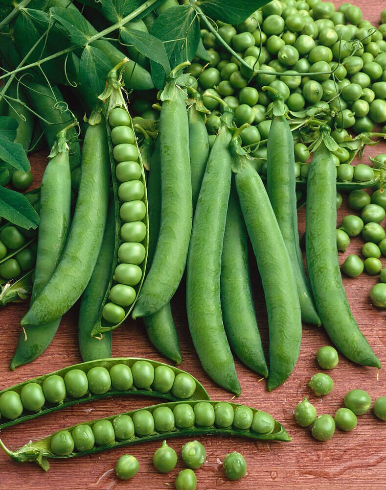 green arrow pea seeds english type 1970