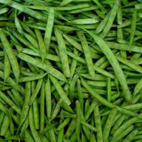 guwar cluster bean cyamopsis tetragonolobus