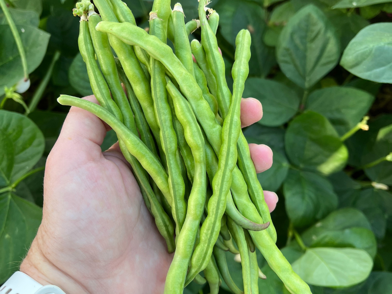harvesting cowpeas