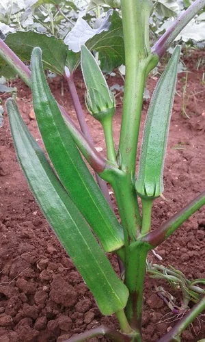 maruti okra seeds amrapali op 500x500