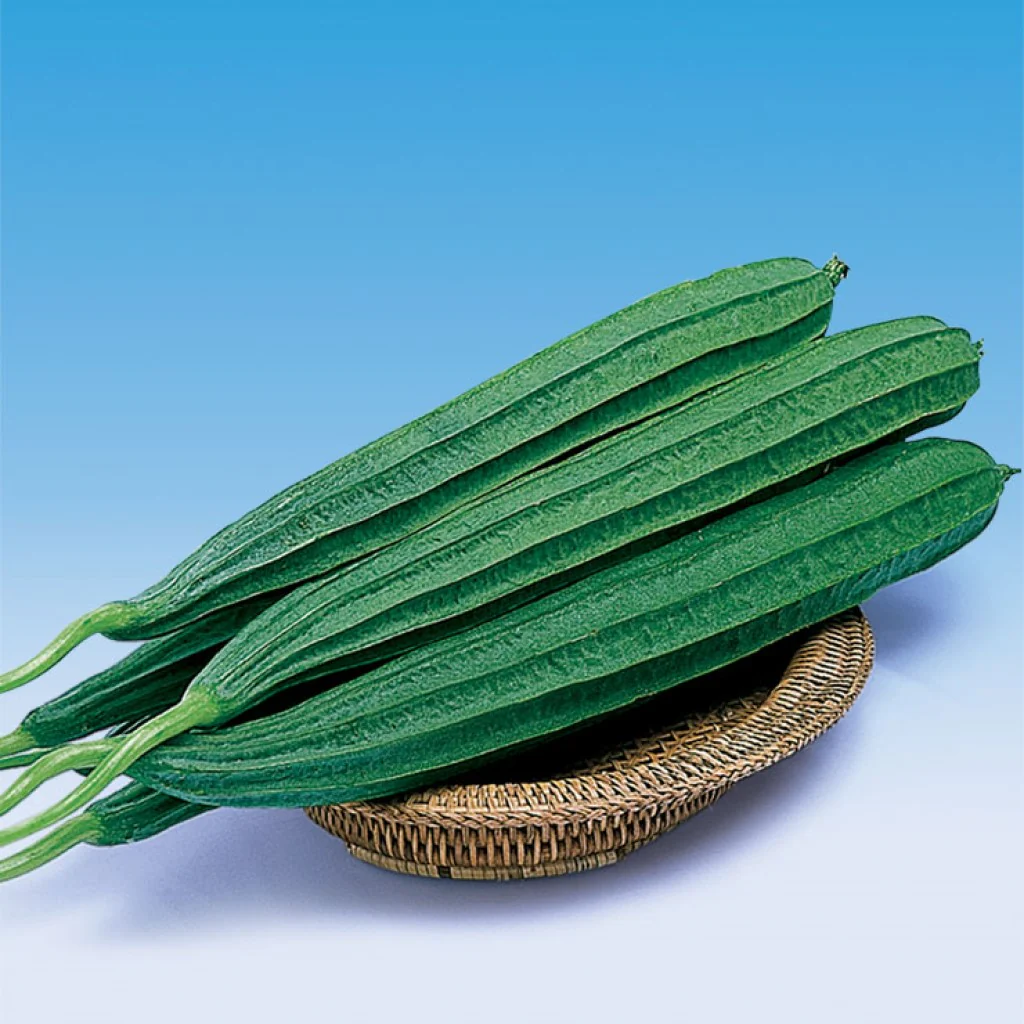 ridgegourdf 1495 1200x1200