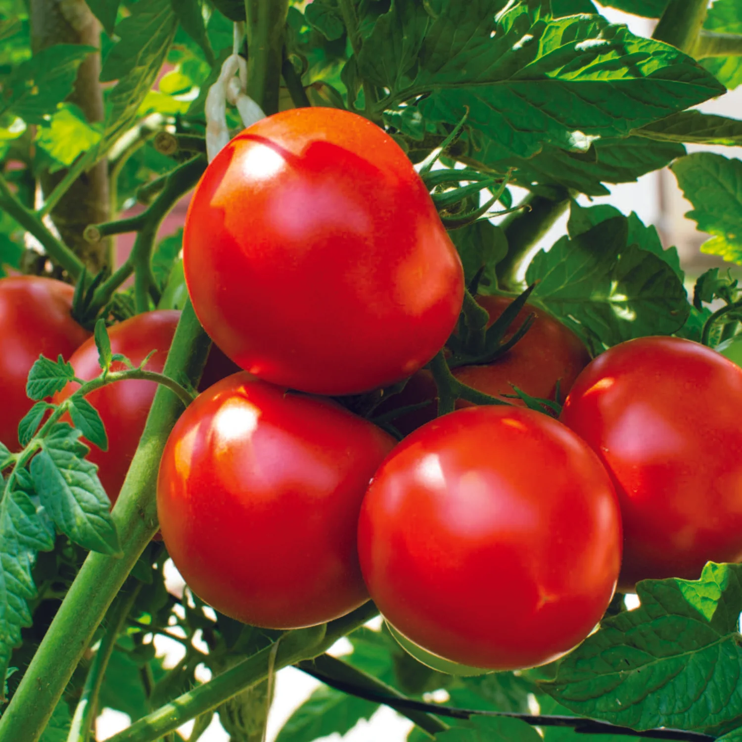 tomatoseeds