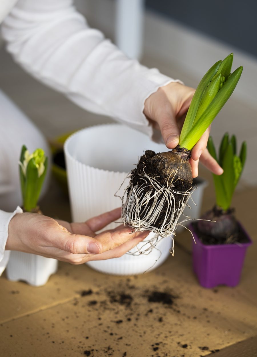 Root system with soil